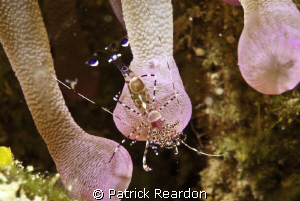 Spotted cleaner shrimp in an anemone.  Nikon 105 mm with ... by Patrick Reardon 